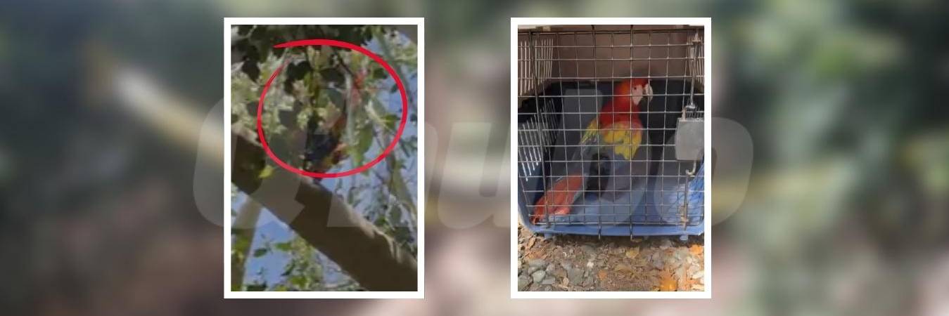 La guacamaya será revisada por las autoridades pertinentes antes de recobrar su libertad. FOTO: CORTESÍA