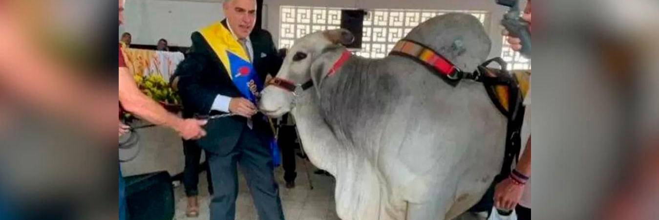 El alcalde de Filandia, Quindío, con su toro de mascota. /FOTO: TWITTER @miguelngelrojas.