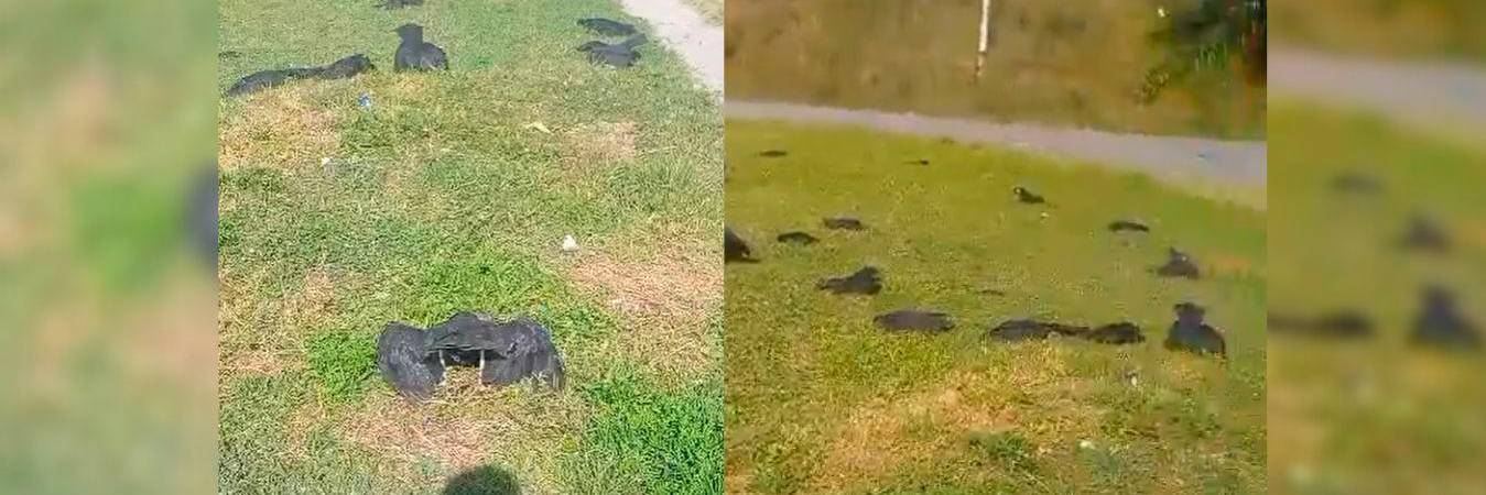 /FOTO: CAPTURAS DE VIDEO TOMADO DE FACEBOOK El Yarumaleño