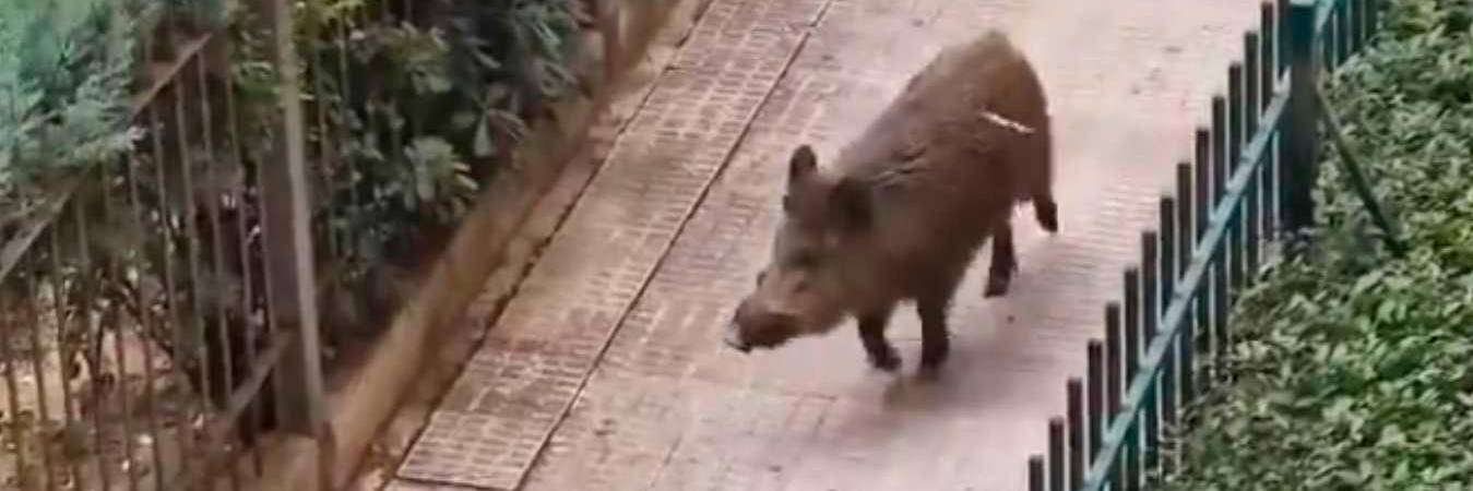 El animal corrió por las calles del barrio y se metió a una estación de trenes. / FOTO: CAPTURA DE VIDEO