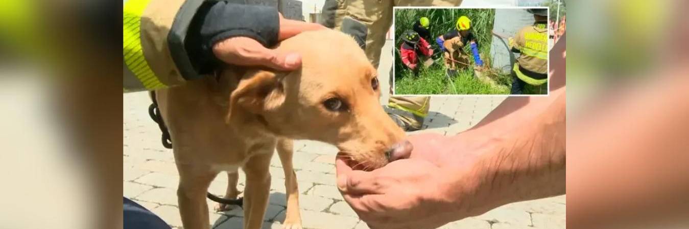 La perrita fue bautizada con el nombre de Mona. /FOTO: TELEANTIOQUIA