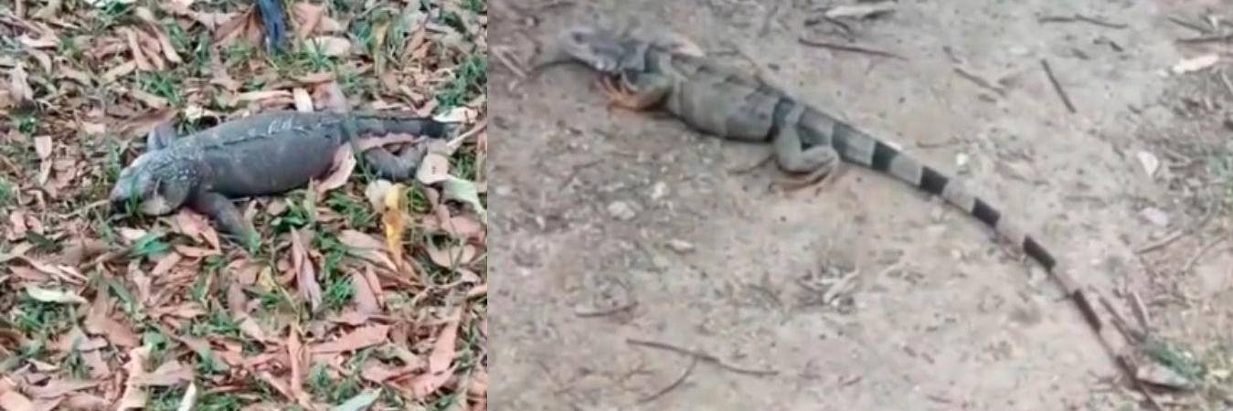 Varias iguanas han sido atropelladas en este corredor de la 65. /FOTO: SUSANA COGUA 