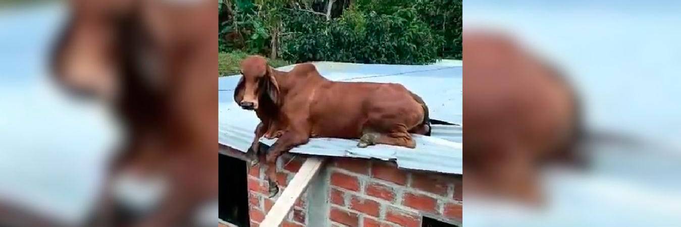 Así quedó el ternero en el techo de la vivienda en Anorí. /FOTO: CAPTURA DE VIDEO-DENUNCIAS ANTIOQUIA 