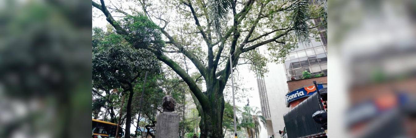 Esta ceiba es el árbol más antiguo de Medellín y está en La Playa con la Oriental. /FOTO: ALCALDÍA DE MEDELLÍN 