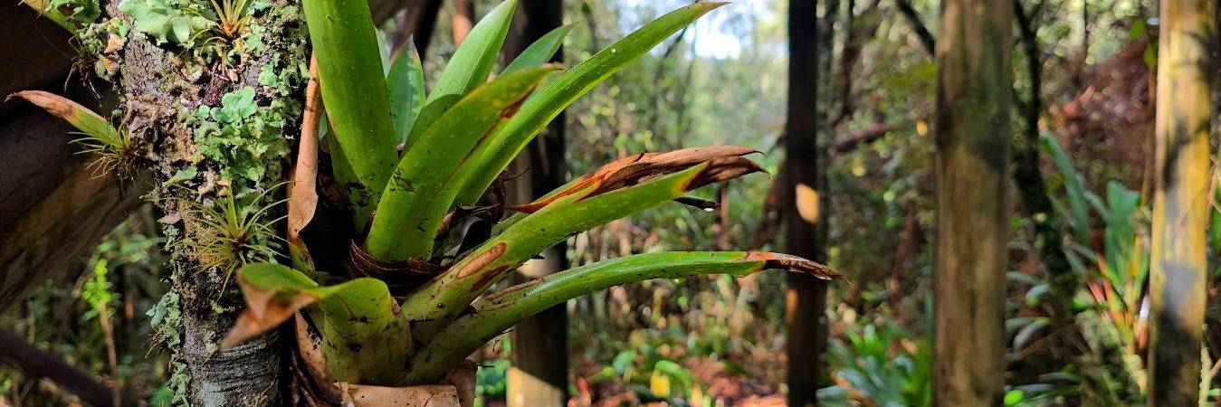 La comercialización de estas plantas es un delito. /FOTO: ÁREA METROPOLITANA.