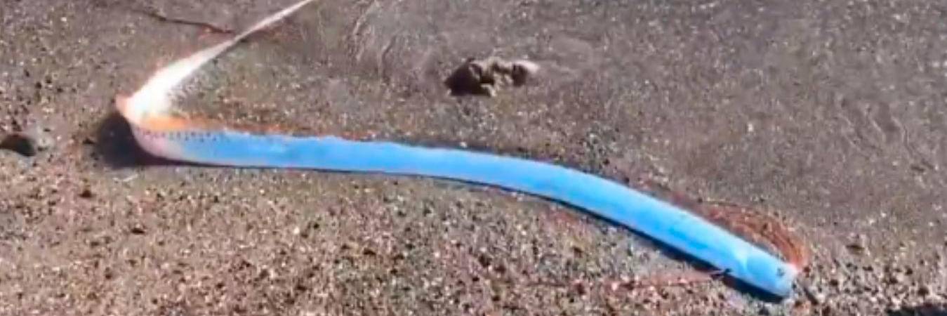 Se desconoce por qué fue que el pez se quedó en la costa mexicana. / FOTO: CAPTURA DE PANTALLA