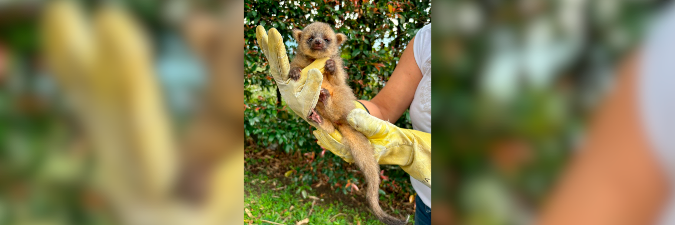 El animal tiene cuatro meses de edad. / FOTO: ALCALDÍA DE ENVIGADO