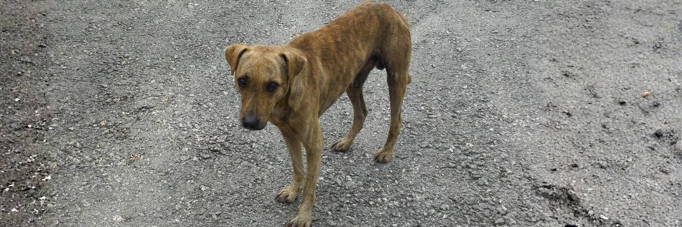 El color caramelo de los perros es aquel al que llega la naturaleza cuando nadie interviene, y, aunque no es una regla absoluta, es el responsable de su bienestar. FOTO: CANVA