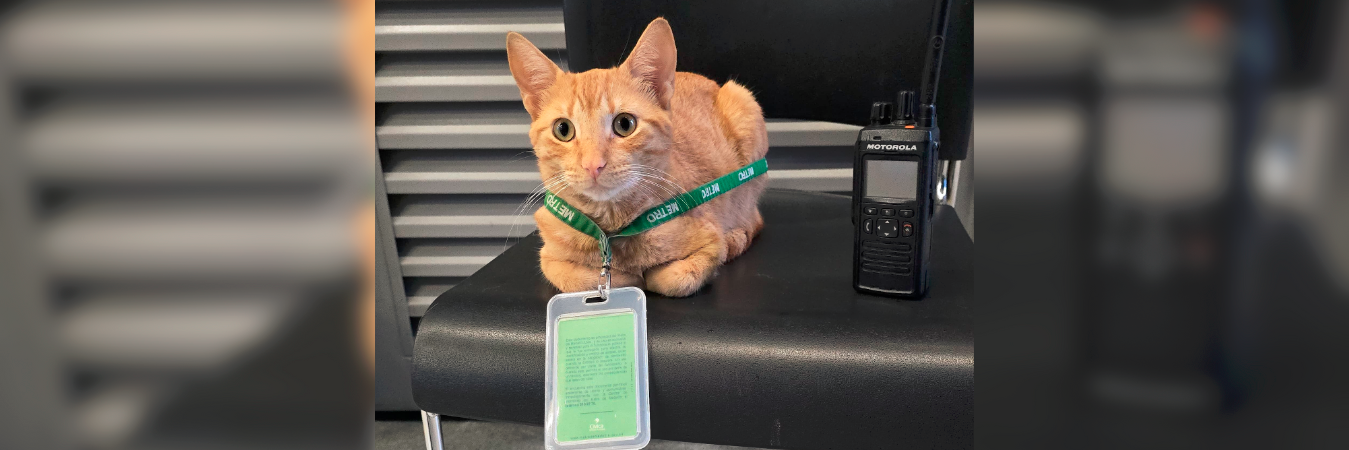 El gato va todos los días a la estación a pasar el rato. /FOTO: METRO DE MEDELLÍN