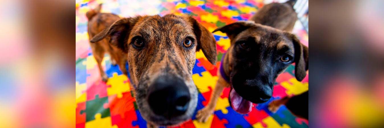 La jornada busca enseñarle sobre el cuidado de las mascotas a toda la comunidad bellanita. / FOTO: JULIO CÉSAR HERRERA