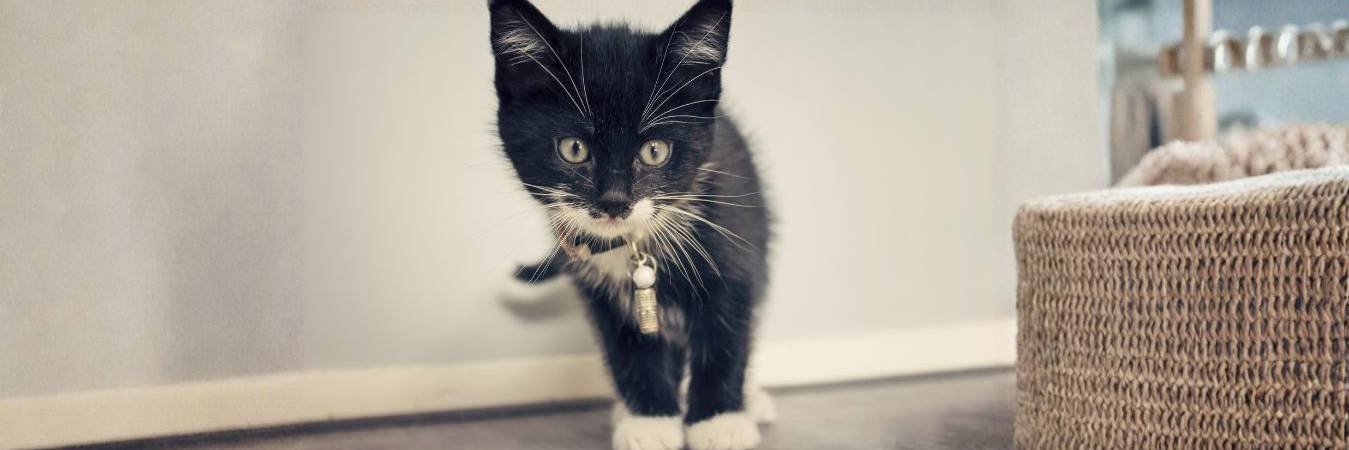 Los gatos pueden escuchar hasta 85kHz, mucho más que los humanos: ¡su oído está diseñado para escuchar sonidos mínimos! FOTO: CANVA