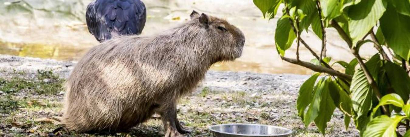 La pólvora no solo afecta a las personas, también golpea fuerte a los animales. FOTO: JAIME PÉREZ