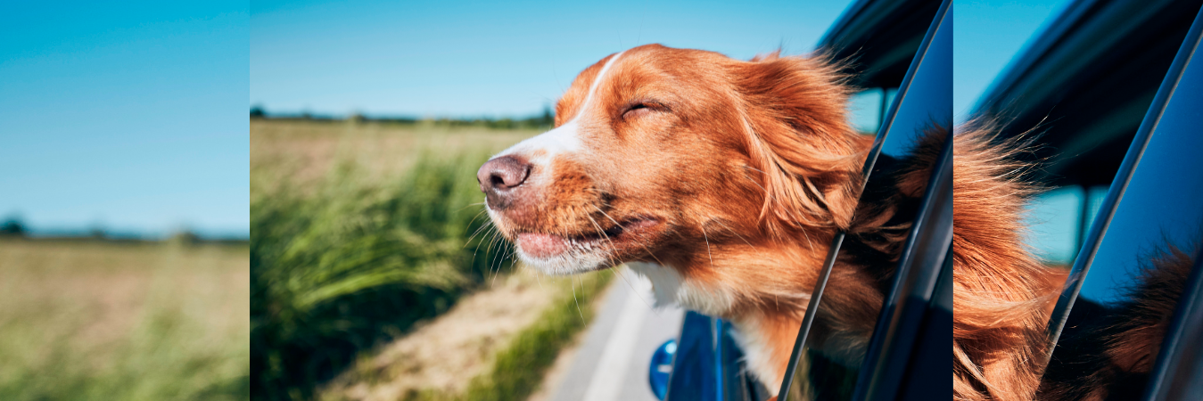 Si a su perro le gusta disfrutar del viento, puede dejarlo, pero bajo supervisión. /FOTOS: CANVA