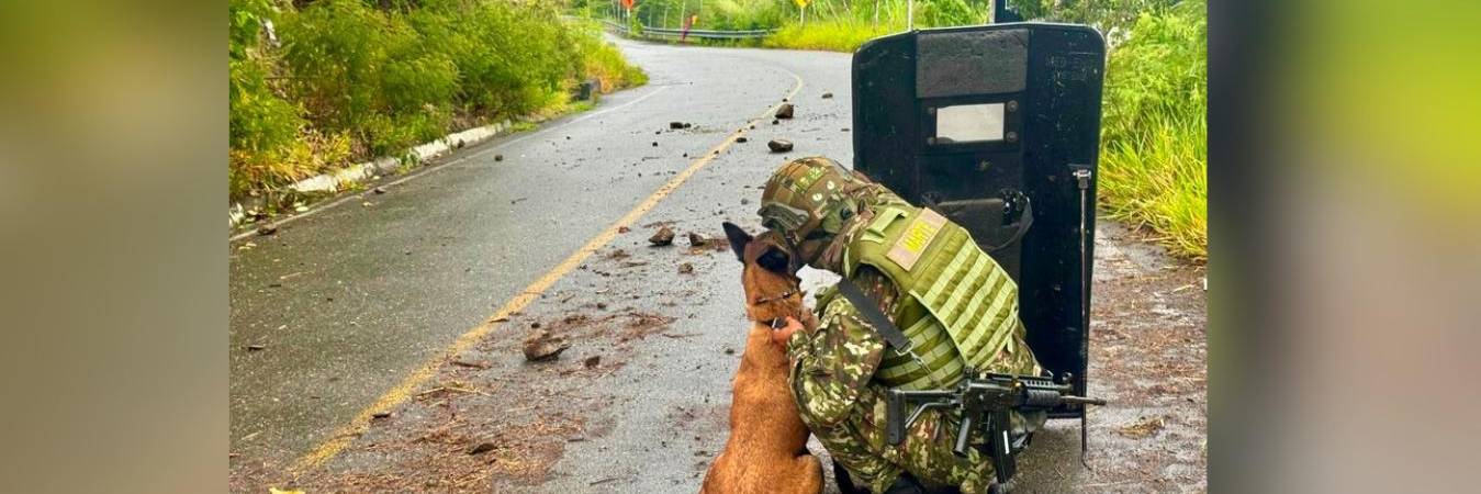 Los perros entrenados ayudaron a revisar la zona y a descartar la presencia de otros elementos peligrosos. FOTO: COLPRENSA