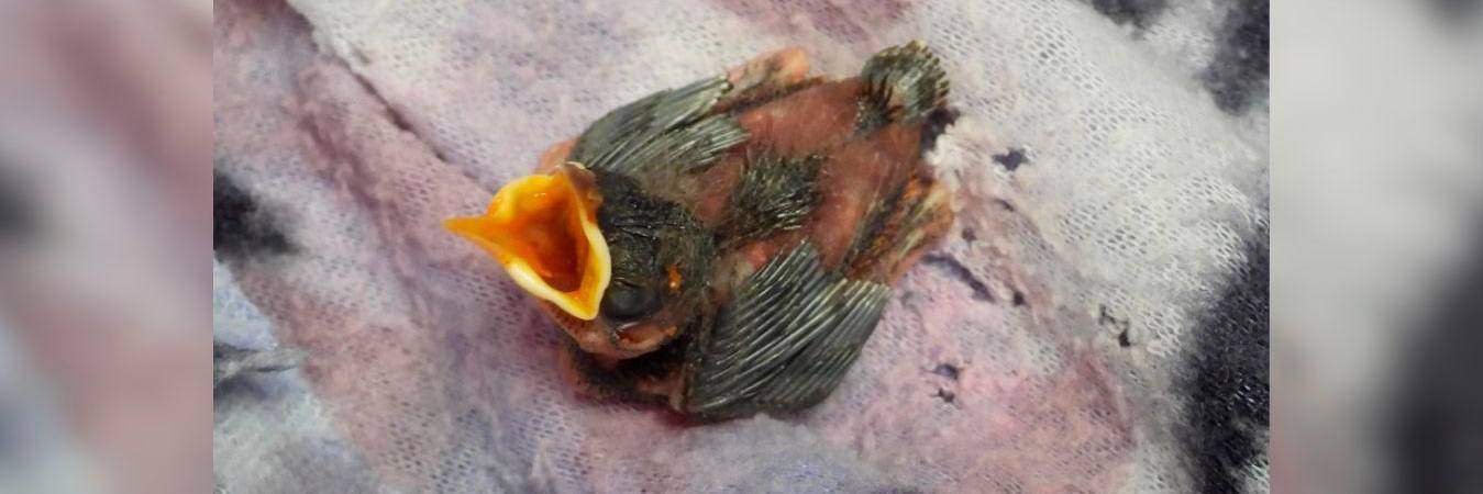 /FOTO: CORTESÍA ÁREA METROPOLITANA 