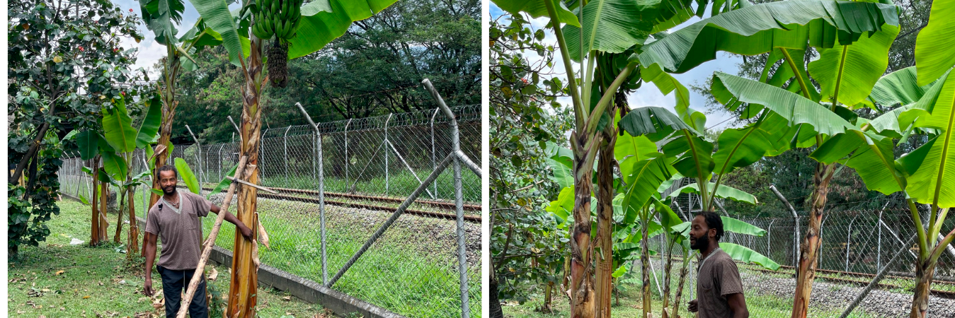 Así es como luce una parte de la platanera, con las matas sembradas a lo largo de la orilla de la Autopista Sur, formando un pequeño cultivo en medio de la ciudad. /FOTOS: SINDY VALLE