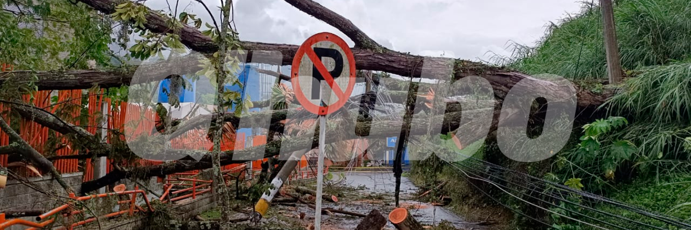 Así quedó el árbol que tumbó el poste de energía. /FOTO: SUSANA COGUA 