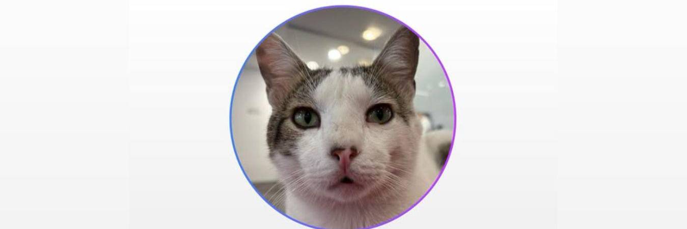 Hizo parte de la Facultad de Ciencias de la Siesta y el Ronroneo. FOTO: REDES SOCIALES UPB COLOMBIA