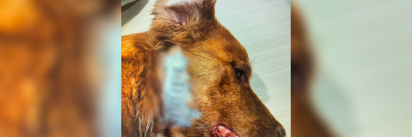 Así quedó Chéster después del ataque. /FOTO: CORTESÍA 