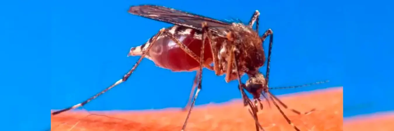 Mosquito del dengue. /FOTO: ARCHIVO