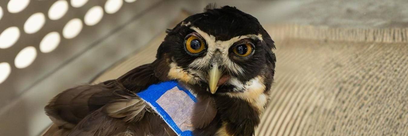 Más de 157 animales heridos con pólvora fueron atendidos. FOTO: REDES SOCIALES @Cornare