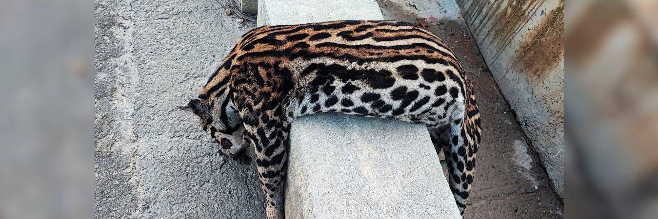 Este fue el ocelote que murió en el accidente. /FOTO: CORTESÍA DENUNCIAS ANTIOQUIA. 