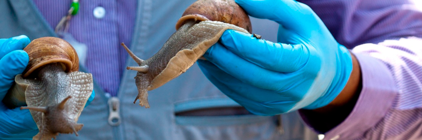 No se puede tocar estos caracoles sin guantes. /FOTO: CORTESÍA