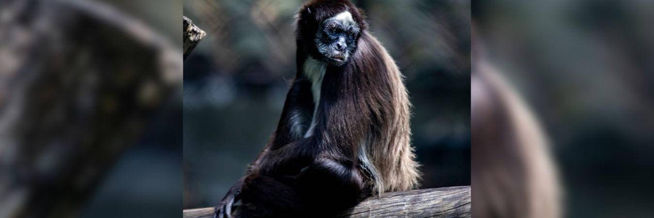 Siete monos araña, víctimas del tráfico ilegal de fauna silvestre, fueron reubicados luego de que expertos confirmaran que ya no estaban en condiciones de regresar a la vida en libertad. FOTO: ARCHIVO - JAIME PÉREZ MUNÉVAR
