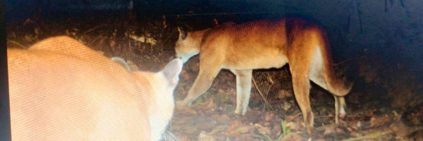 /FOTO: TOMADA DE X @higuitarene