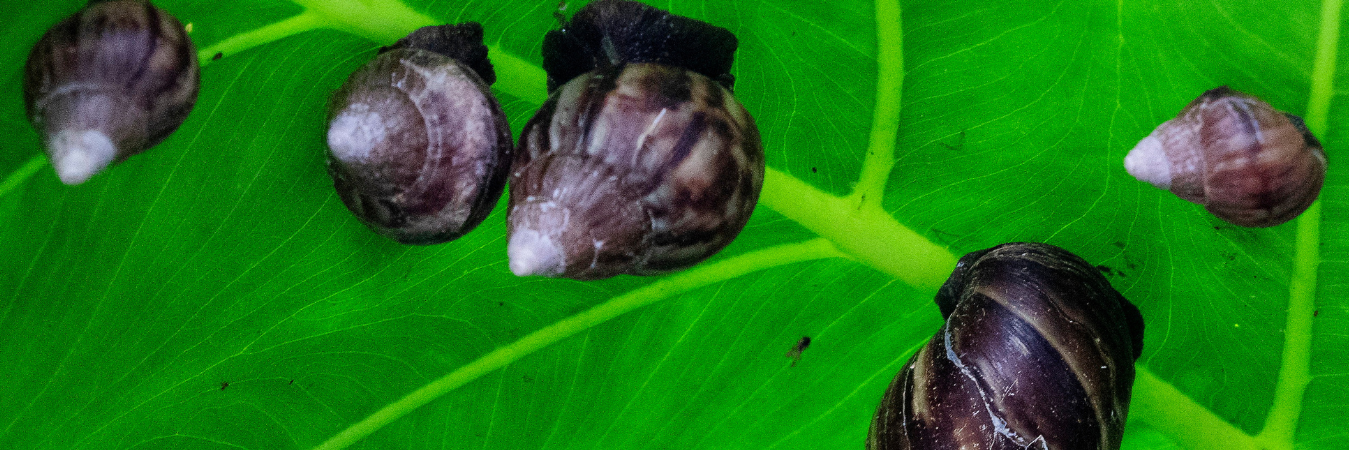 El caracol africano no se debe manipular sin la protección adecuada. / FOTO: JULIO CÉSAR HERRERA. 