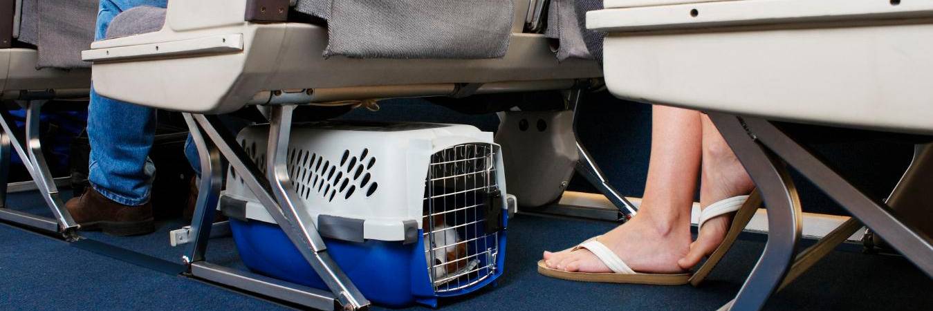 Viaje con mascota en cabina. /FOTO: CANVA. 