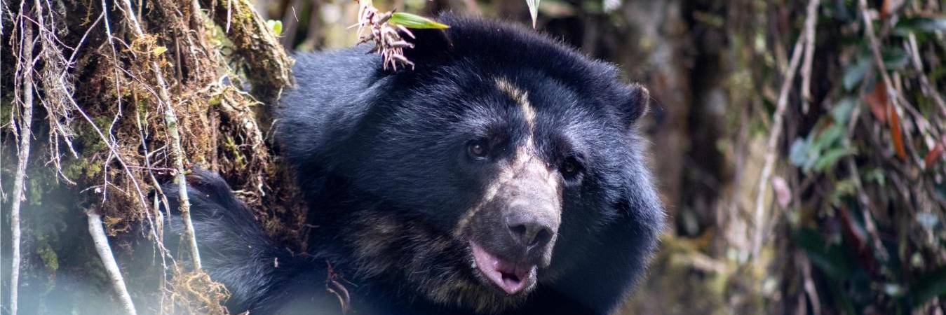Tamá no alcanzó a conocer la libertad. FOTO: PARQUES NACIONALES