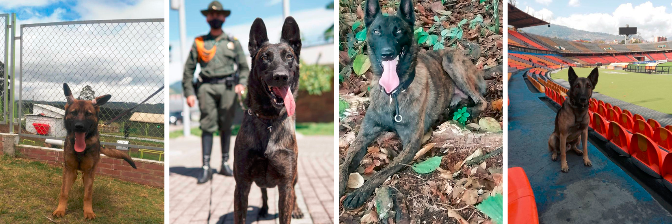 Los caninos pasarán a disfrutar de su jubilación con familias adoptivas. /FOTO: CORTESÍA. 