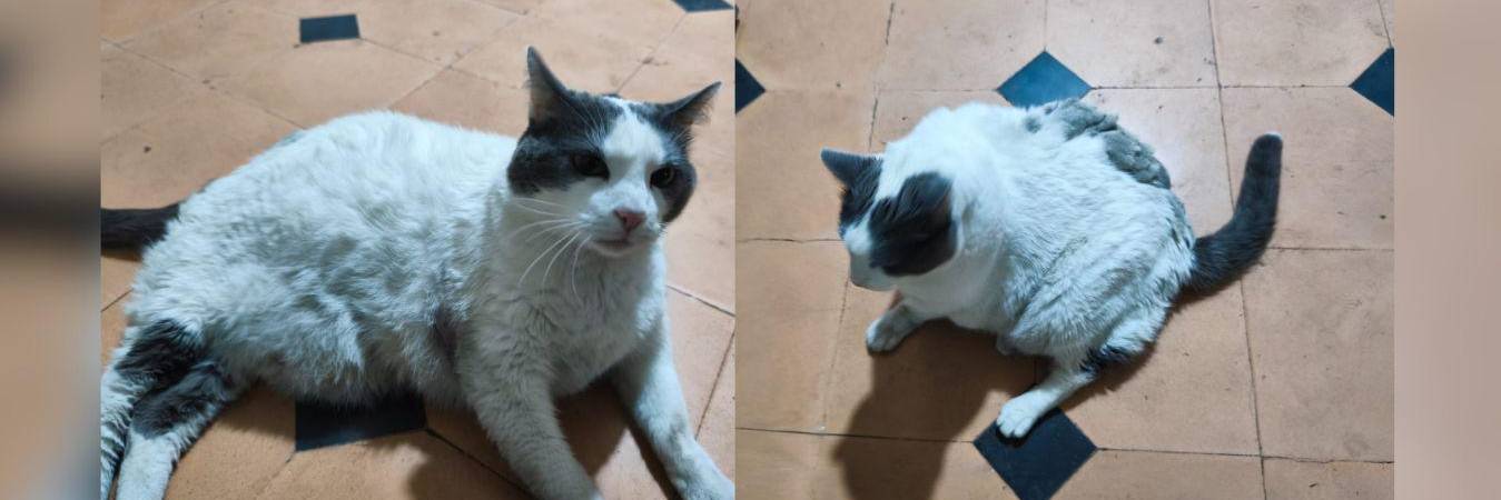 Gato busca hogar en Medellín. FOTO: CORTESÍA