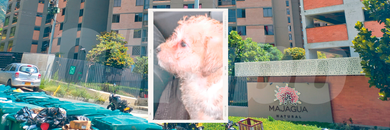 Los hechos ocurrieron en este edificio de Bello. Al animal lo lanzaron desde el piso 12 de una de las torres. /FOTO: MAURICIO PALACIO Y CORTESÍA.