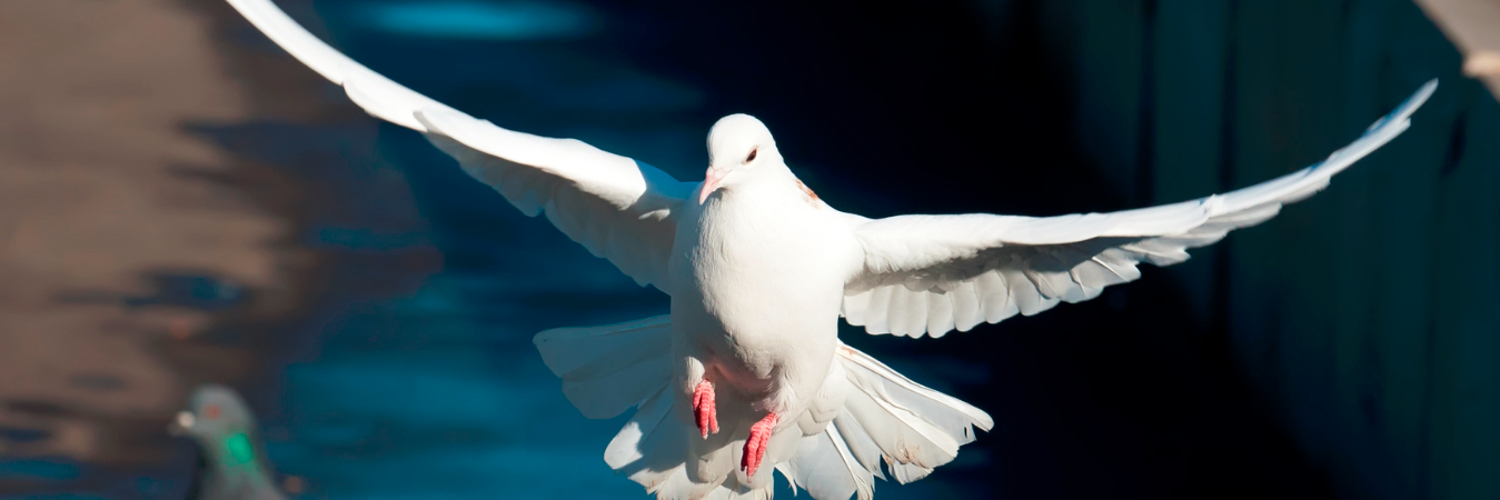 Las autoridades indias creen que las palomas son una forma en la que China o Pakistán los espían. / FOTO: CANVA