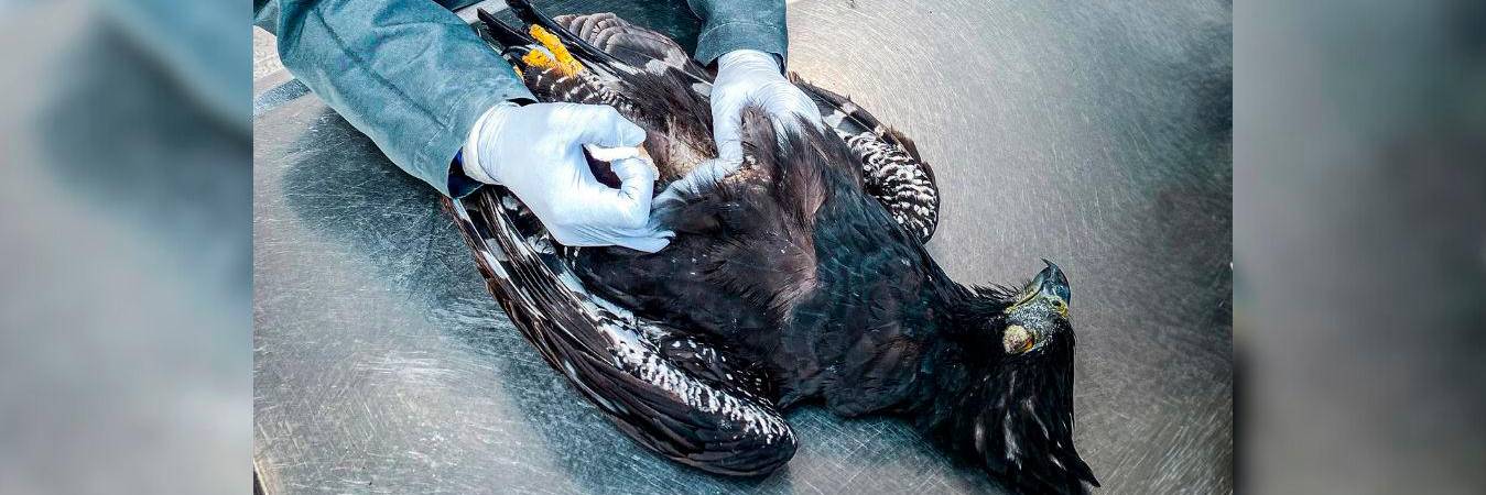 /FOTO: CORTESÍA ÁREA METROPOLITANA