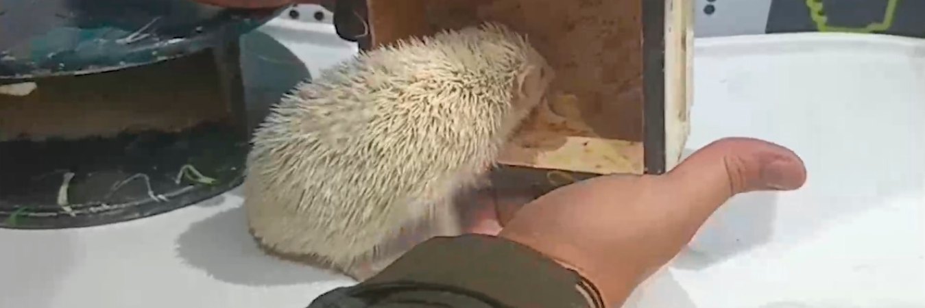 El erizo albino era utilizado, aparentemente, como símbolo de poder por la persona que lo tenía en la cárcel, informaron las autoridades. /FOTO: POLICÍA NACIONAL