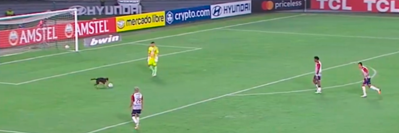 Momento en el que el perro ingresó a la cancha. /FOTO: TOMADA DE VIDEO 