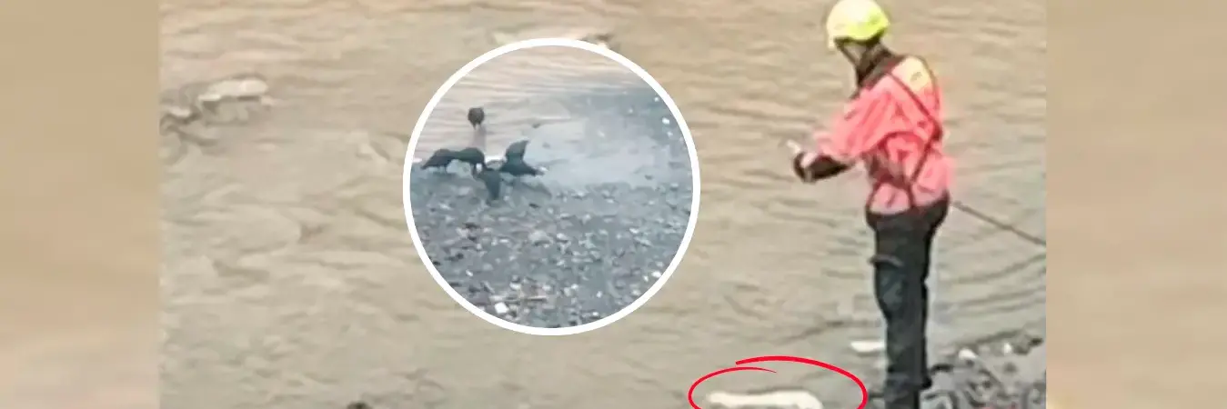 Las aves de rapiña se estaban comiendo la extremidad. /FOTO: Cortesía Denuncias Antioquia. 