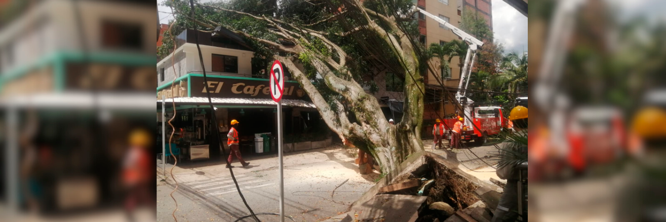 Así quedó el enorme árbol tras la caída. / FOTO: MANUEL SALDARRIAGA
