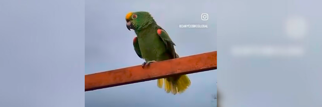 /FOTO: TOMADA DE VIDEO. 