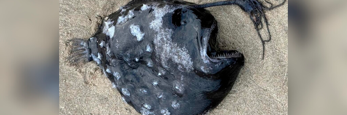 / FOTO: ACUARIO SEASIDE