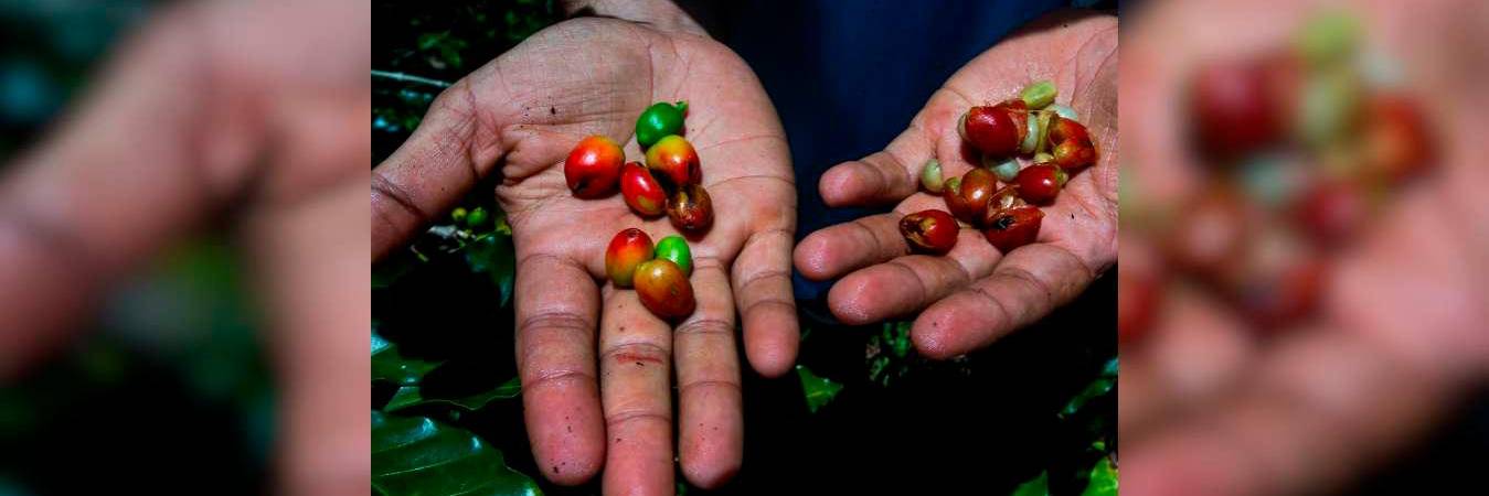 Dignidad Cafetera se aseguró que todas las personas que quieran trabajar en ello deben ir a los municipios de esta subregión. / FOTO: JULIO CESAR HERRERA