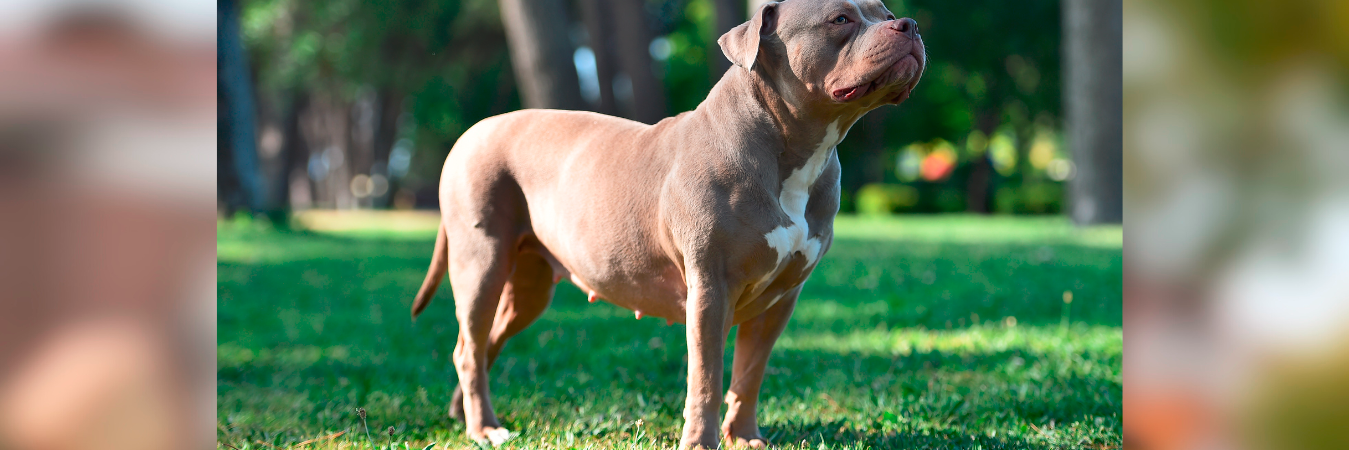 La prohibición se dio luego de un ataque a una niña menor de 5 años quien está en estado crítico. / FOTO: CANVA