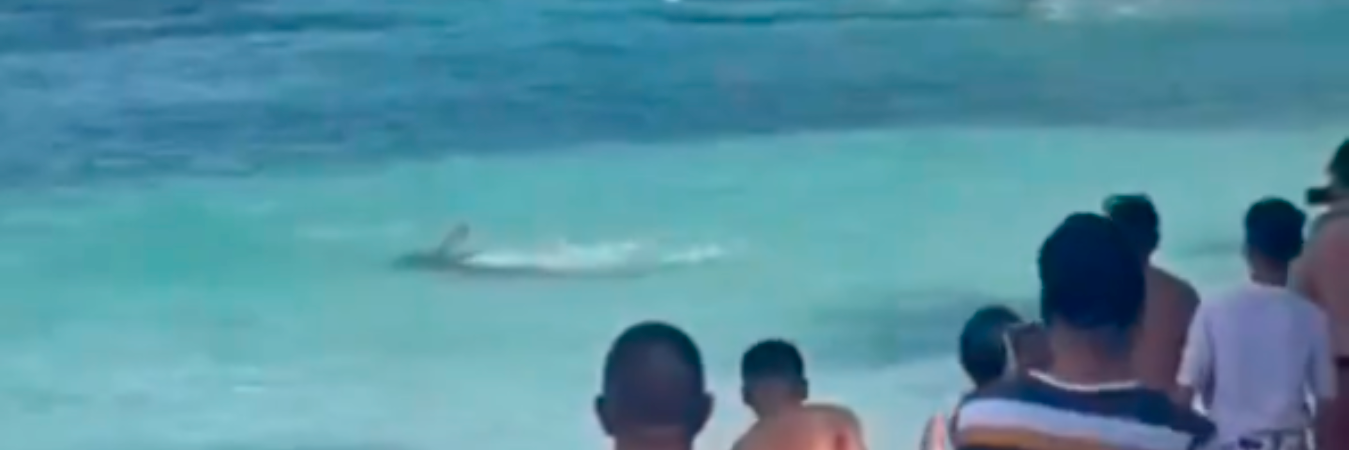 Tiburón en San Andrés. /FOTO: TOMADA DE VIDEO 