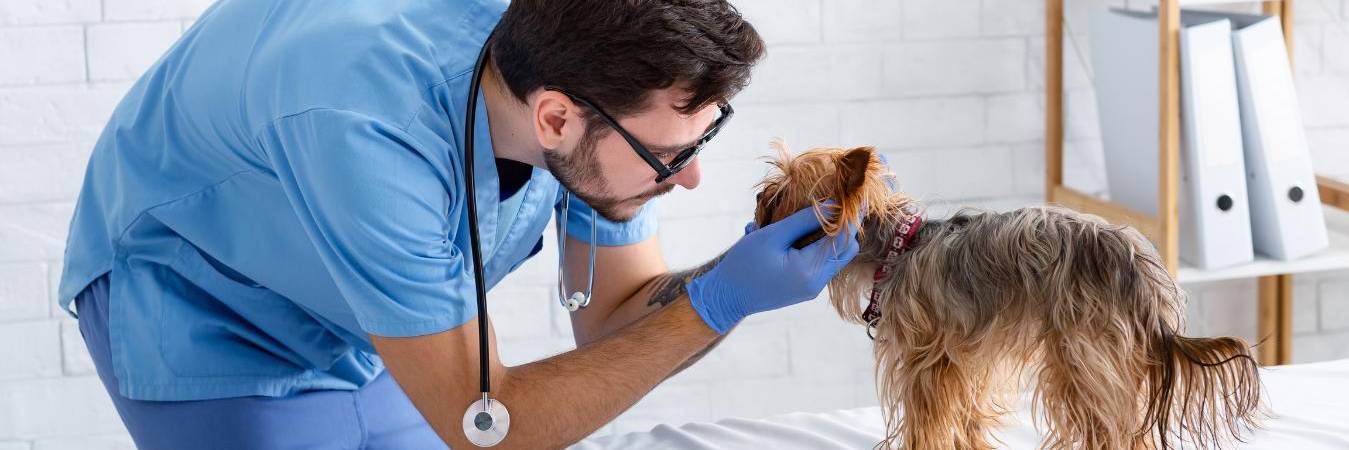 ¿Qué tanto confía en el lugar al que lleva a sus animales a consulta? Preste atención a las señales. FOTO: CANVA