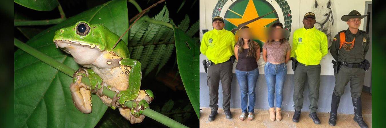 La red de torturadores de ranas fue desmantelada por la Policía Nacional. FOTO: WCS COLOMBIA - POLICÍA NACIONAL