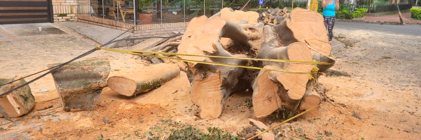 Las autoridades iniciaron el proceso de remoción del árbol y análisis del daño de las redes eléctricas. / FOTO: CORTESÍA DONALDO ZULUAGA
