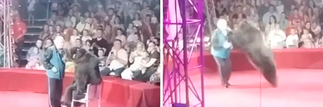 Se cree que la osa se confundió y por eso atacó a su entrenador. / FOTO: CAPTURA DE PANTALLA